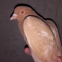 کبوتر ماده