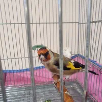 سهره