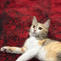 گربه
