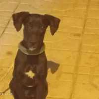 سگ پرسا واگذاری