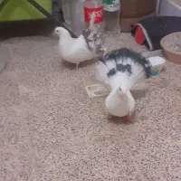 کبوتر دوم چتری نروماده مست جوجه داده