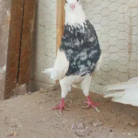 طوقی