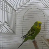 دو عدد قفس پرنده به‌همراه مرغ عشق