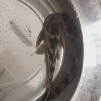 ماهی لجن خوار سایز بزرگ