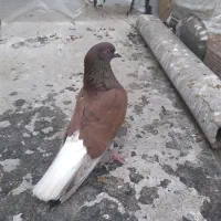 کبوتره دم سفیدمهر سرورنرهست