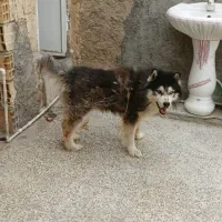 سگ هاسکی|سگ|بندر ماهشهر, |دیوار