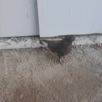 بهبهانی، شهری.|پرنده|شیراز, ماه فیروزان|دیوار