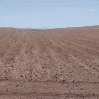 زمین دیم شخم شده واماده گشت (۱۵۰هکتار)