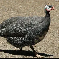 یک عدد مرغ شاخی نر