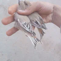 سهره خاکی و مینا