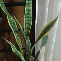 گل های زیبا|گل و گیاه طبیعی|چناران, |دیوار