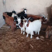 کره نر و ماده چاق