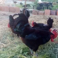 مرغ و خروس استرالوپ
