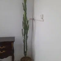 گل و گلدون