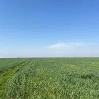 زمین کشاورزی با سند شش دانگ|فروش زمین و ملک کلنگی|بندر ترکمن, |دیوار