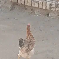 فروش ۴مرغ تخم گذارویه جفت کله سبز ا ویه اردک محلی