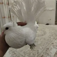 ماده چتری|پرنده|خمینی‌شهر, |دیوار