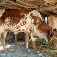 گاو فروشی ۱۵۰ تخفیف داره