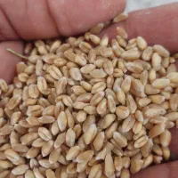 گندم بذری آبی پیشگام