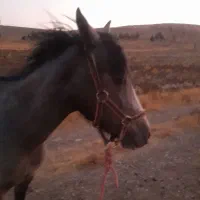 نگهبان  اصطبل