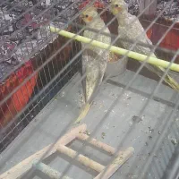 دو عدد طوطی عروس هلندی