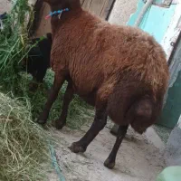میش قضل افشار