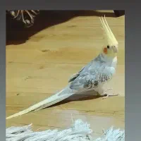 عروس 4ماهه زیبا