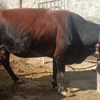 گاو جرسی جوان شیری|حیوانات مزرعه|بیرم, |دیوار