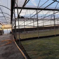 اجاره-گلخانه11000-متری