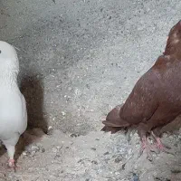 کبوتر|پرنده|زابل, |دیوار