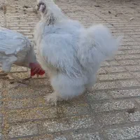 خروس ابریشمی|حیوانات مزرعه|تربت‌حیدریه, ده پائین|دیوار