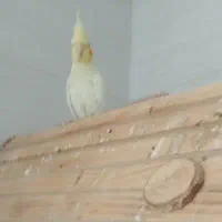 عروس هلندی مولد و تک|پرنده|تاکستان, |دیوار