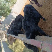 گوساله لاغردورگکوردی سیاهمال میاندوآب|حیوانات مزرعه|پیشوا, |دیوار