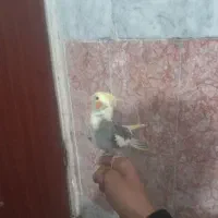 عروس هلندی نر دستی و سخنگو