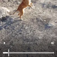 سگ.|سگ|سیسخت, |دیوار