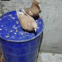 کفتر رنگی|پرنده|امیدیه, |دیوار