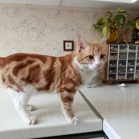 واگذاری پنجه|گربه|یزد, |دیوار