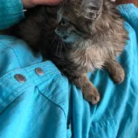 سرپرستی گربه ۷۰۰هزار