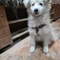 سگ پامراین پامر اشپیتز توله فروش فوری