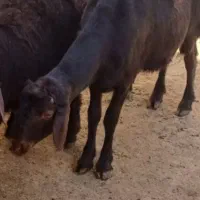 بره ماده قره قزل و افشاری|حیوانات مزرعه|اردبیل, |دیوار