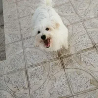 گمشده