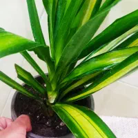 گل های آپارتمانی