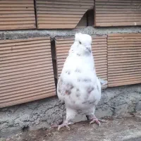 قلمکار ماده