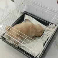 سگ نژاد پامرانین  بدون مو ریزی و صدا