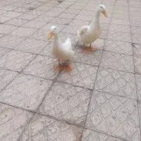 اردک  2 عدد نر و ماده