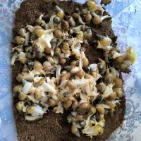 پک ۱۷۵ عددی حلزون آلبینو سه‌ماهه سفید کرمی|خزنده|اصفهان, نقش جهان|دیوار