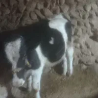 فروش گوساله سمینتال نر