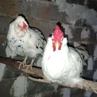 مرغ و خروس گلین چهل تاج|حیوانات مزرعه|خان ببین, |دیوار