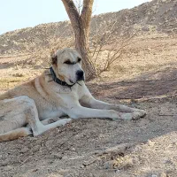 واگذاری سگ گله|سگ|طبس, |دیوار