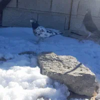 ماده صید شده